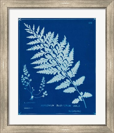 Framed Cyanotype Ferns IV Print