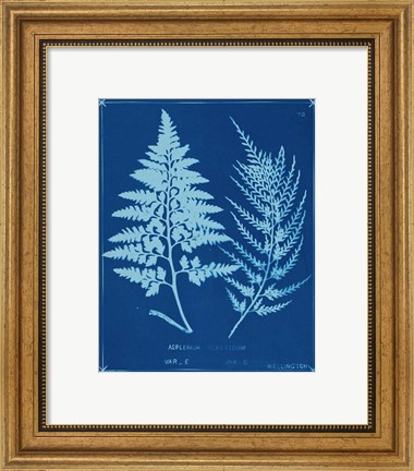 Framed Cyanotype Ferns V Print
