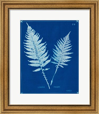 Framed Cyanotype Ferns VI Print