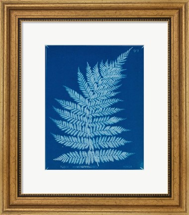 Framed Cyanotype Ferns IX Print