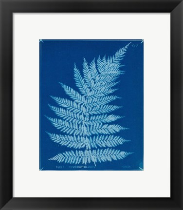 Framed Cyanotype Ferns IX Print
