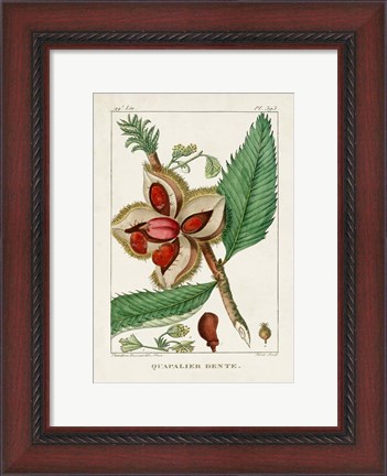 Framed Turpin Foliage &amp; Fruit II Print