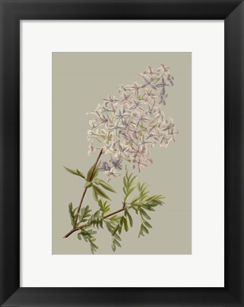 Framed Botanical Array II Print