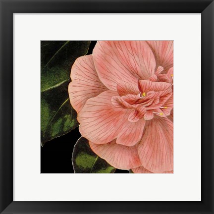 Framed Dramatic Camellia I Print
