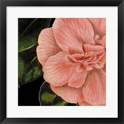 Framed Dramatic Camellia I Print