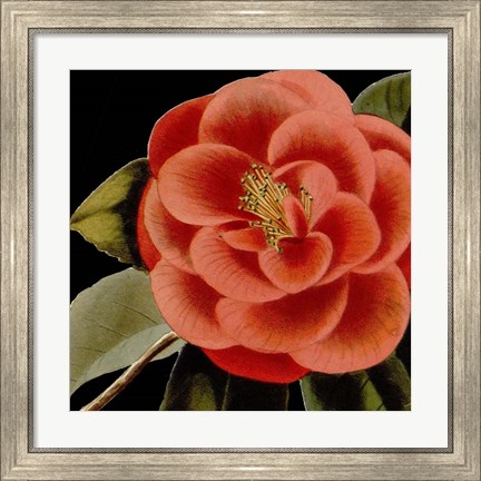 Framed Dramatic Camellia III Print
