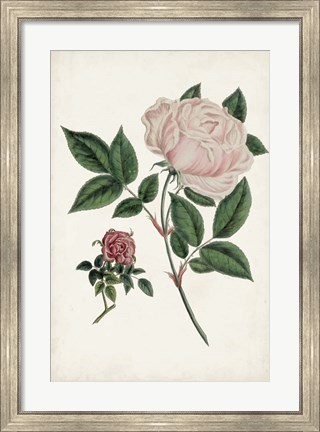 Framed Vintage Rose Clippings I Print