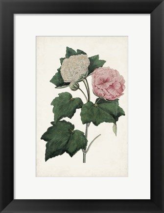 Framed Vintage Rose Clippings II Print