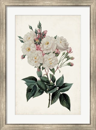 Framed Vintage Rose Clippings IV Print