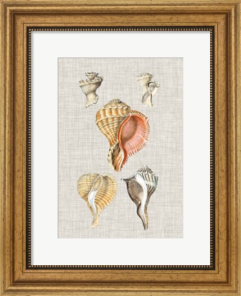 Framed Antique Shells on Linen VI Print