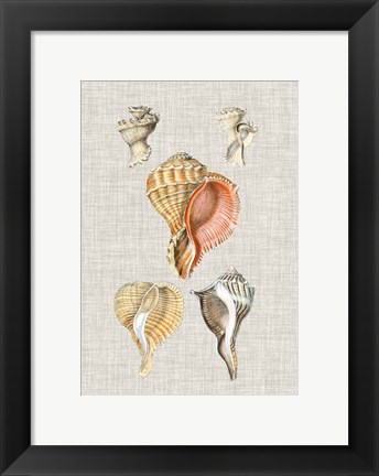 Framed Antique Shells on Linen VI Print