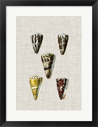 Framed Antique Shells on Linen VIII Print