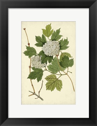 Framed Flowering Viburnum II Print