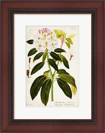 Framed Vintage Rhododendron I Print