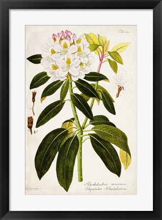 Framed Vintage Rhododendron I Print