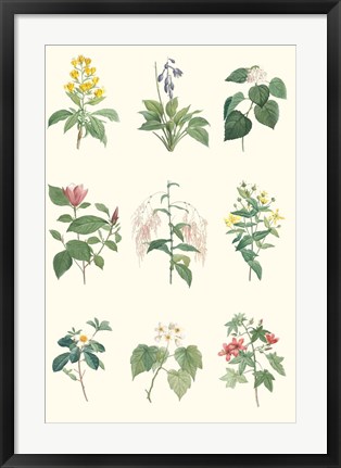 Framed Soft Botanical Chart Print
