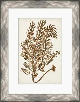 Framed Sepia Seaweed IV Print