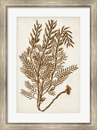 Framed Sepia Seaweed IV Print