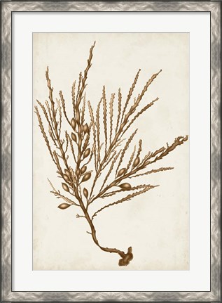Framed Sepia Seaweed V Print