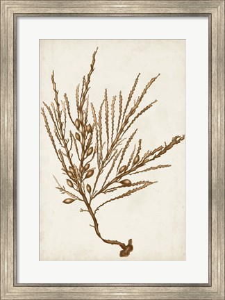 Framed Sepia Seaweed V Print