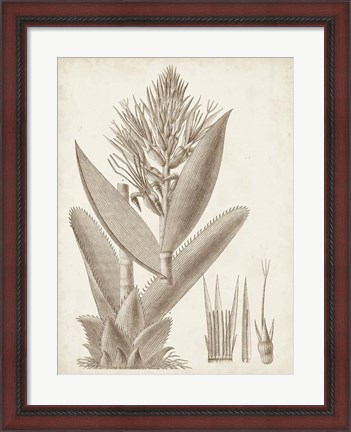 Framed Sepia Exotic Plants II Print