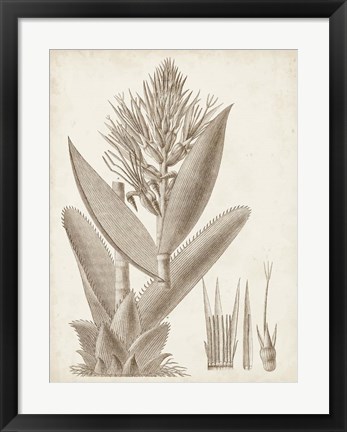 Framed Sepia Exotic Plants II Print