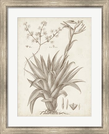 Framed Sepia Exotic Plants IV Print
