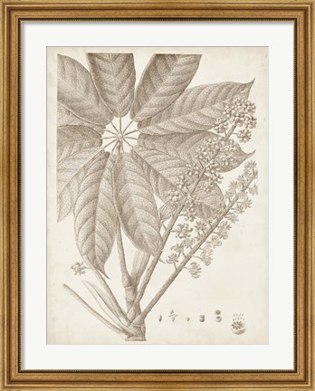 Framed Sepia Exotic Plants V Print