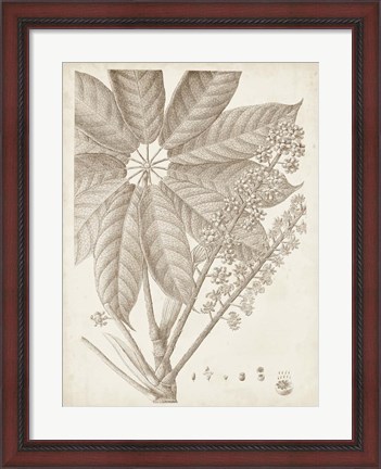 Framed Sepia Exotic Plants V Print
