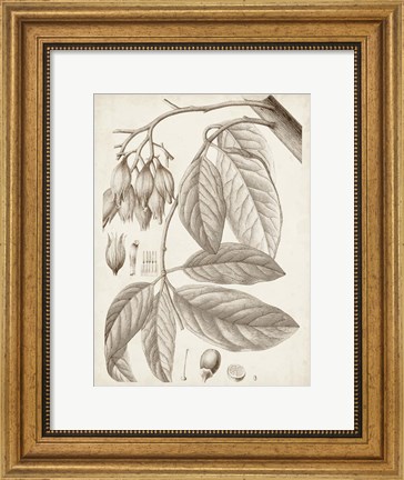 Framed Sepia Exotic Plants VI Print