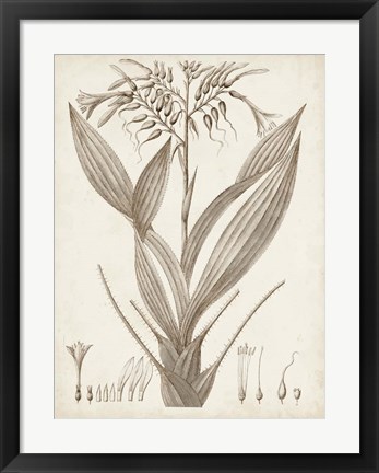 Framed Sepia Exotic Plants VII Print