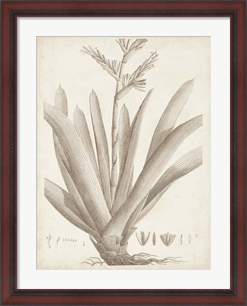 Framed Sepia Exotic Plants VIII Print