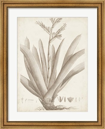 Framed Sepia Exotic Plants VIII Print