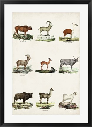 Framed Antique Animal Chart I Print
