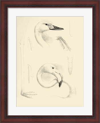 Framed Waterbird Sketchbook II Print