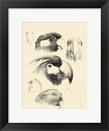 Framed Waterbird Sketchbook III Print