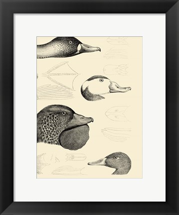 Framed Waterbird Sketchbook IV Print