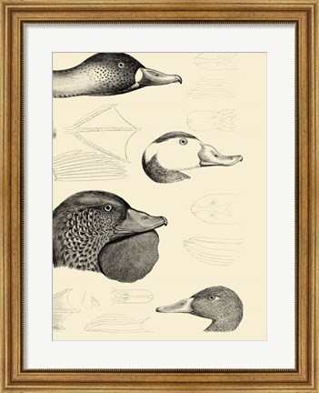 Framed Waterbird Sketchbook IV Print