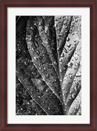 Framed Such a Morning Print