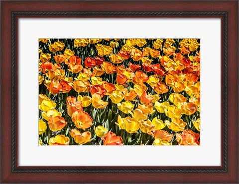 Framed Tulip Wave Print