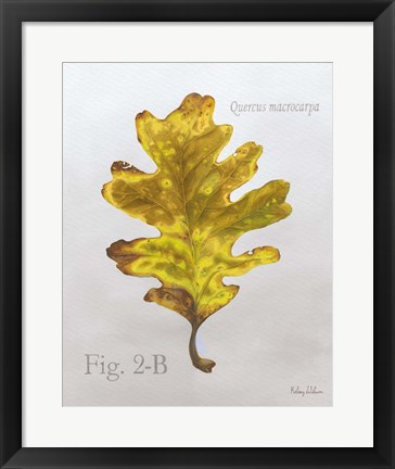 Framed Autumn Leaves on Gray III-Oak Print