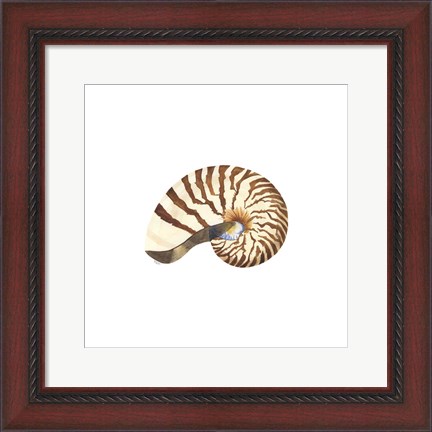 Framed Oceanum Shells White III-Nautilus Print