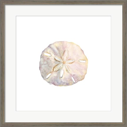 Framed Oceanum Shells White IV-Sand Dollar Print