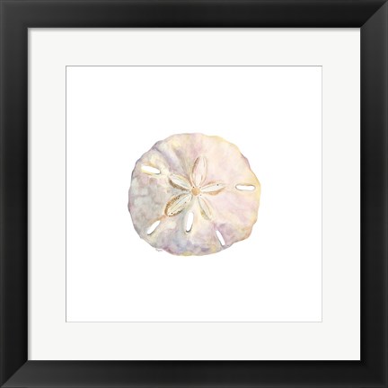 Framed Oceanum Shells White IV-Sand Dollar Print