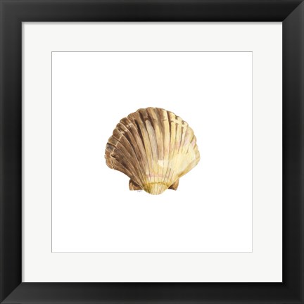 Framed Oceanum Shells White V-Scallop Print