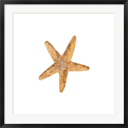 Framed Oceanum Shells White VI-Sea Star Print