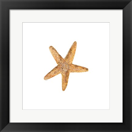 Framed Oceanum Shells White VI-Sea Star Print