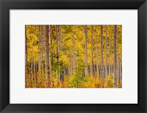 Framed Independence Pass Print