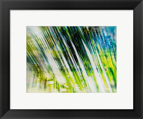 Framed Evergreen No. 6 Print