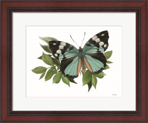 Framed Botanical Butterfly Common Gem Print